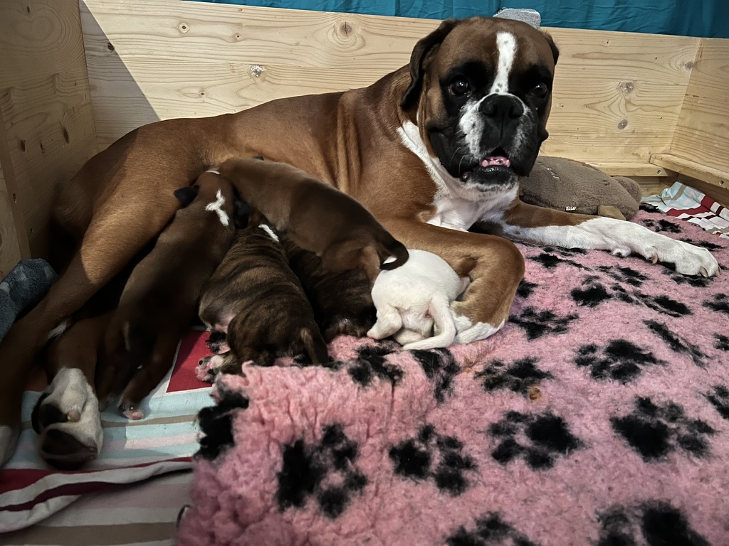 Hundewelpen aus Chemnitz