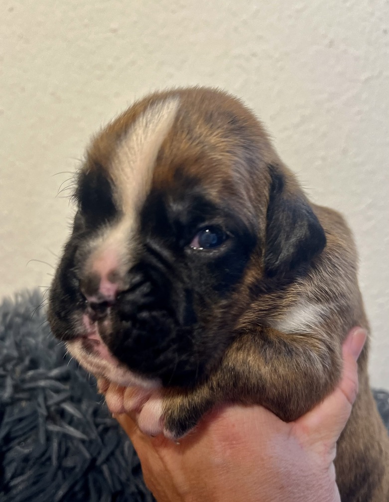 Caius von der via Caprea