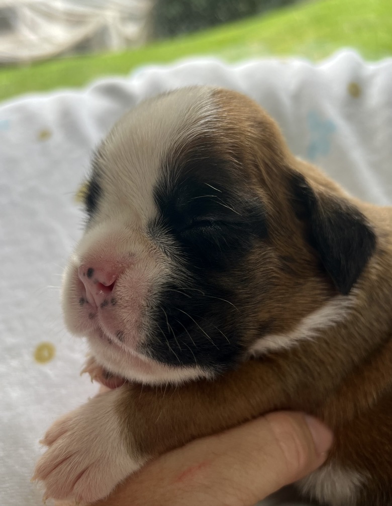 Curry von der via Caprea