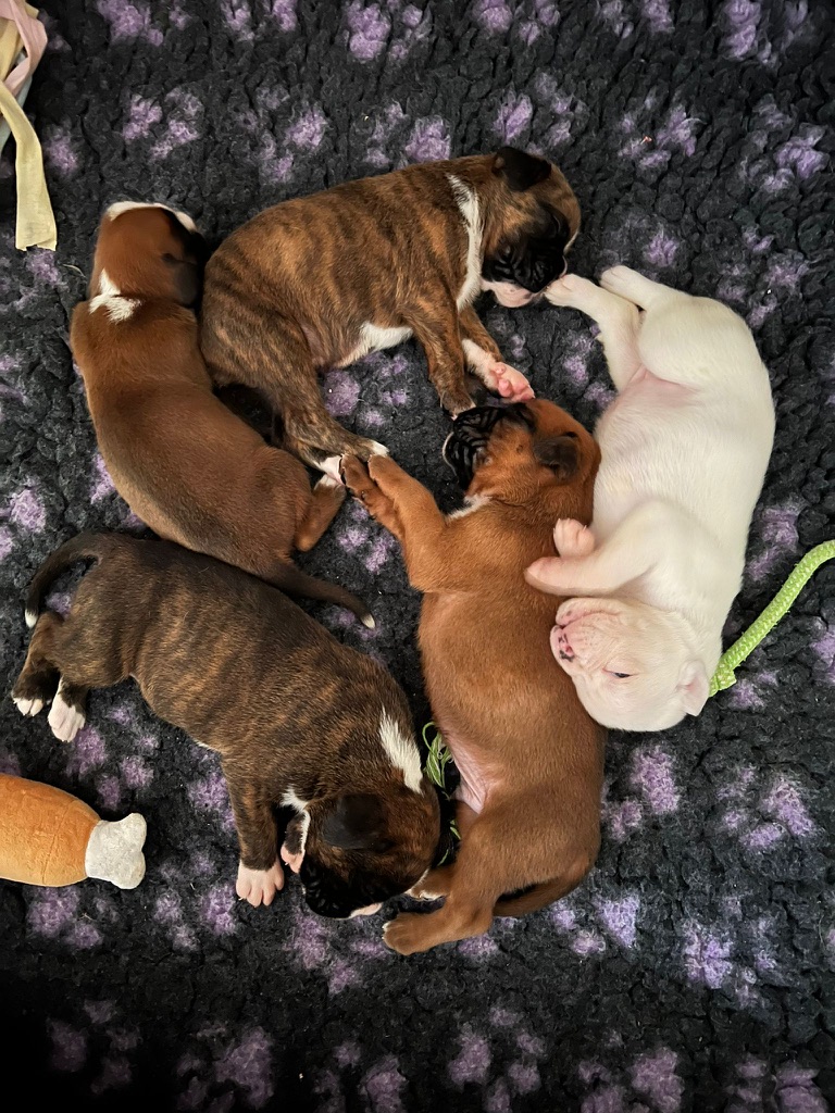 zuckersüße Welpen aus chemnitz