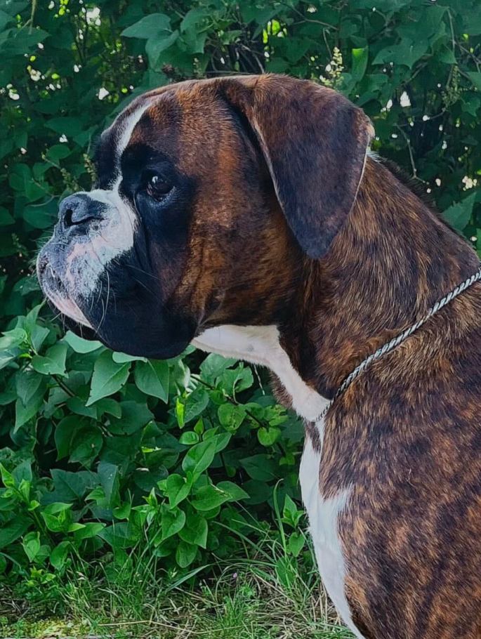 schöne boxerwelpen aus Sachsen