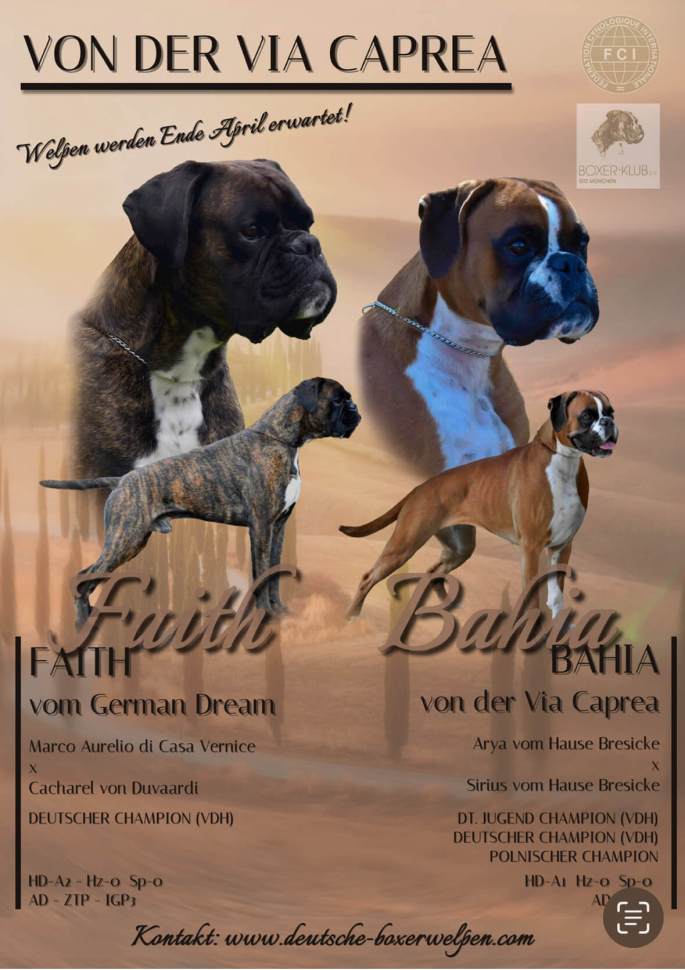 boxerwelpen aus Sachsen