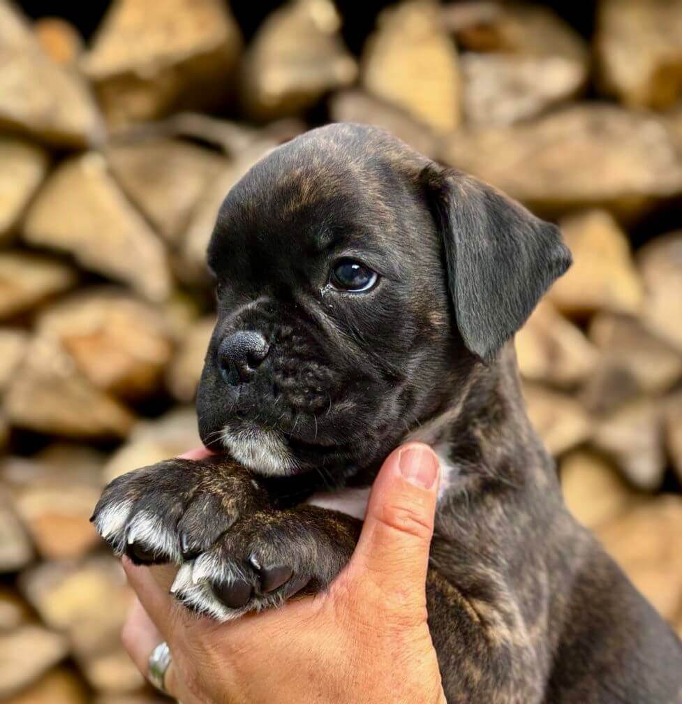hundewelpen vom Züchter