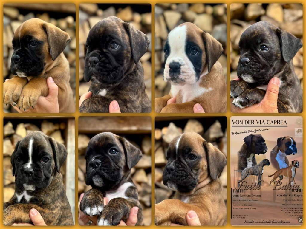 D Wurf von der via Caprea einzeln