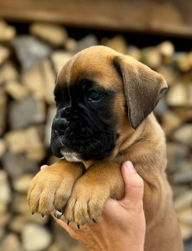 gelber Boxerwelpe