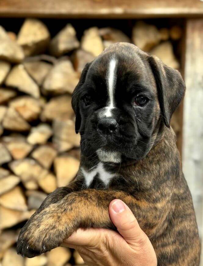 geströmter boxerwelpenrüde