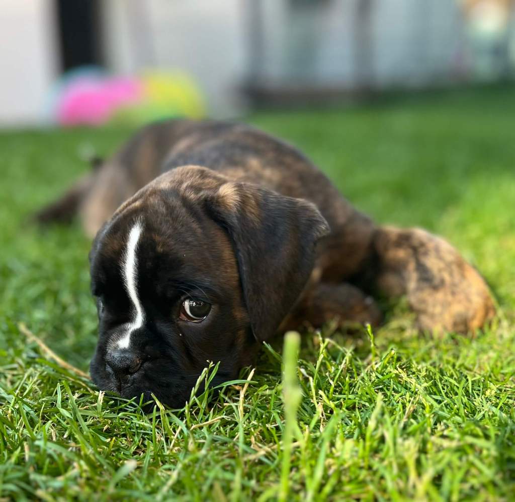 süßer boxerwelpe liegend