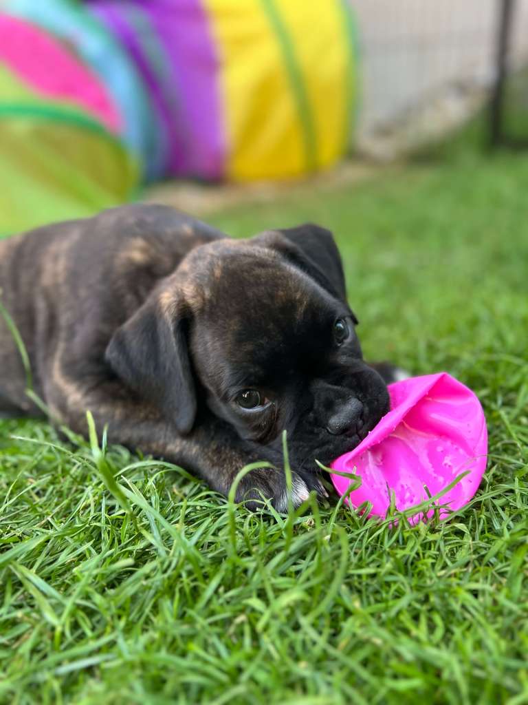 gestromte Boxerwelpenhündin im garten