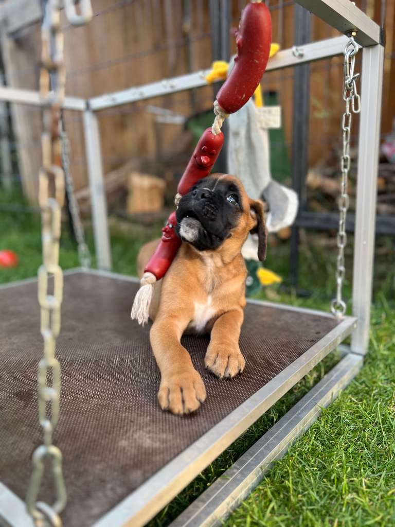 boxerwelpe hat spass draussen