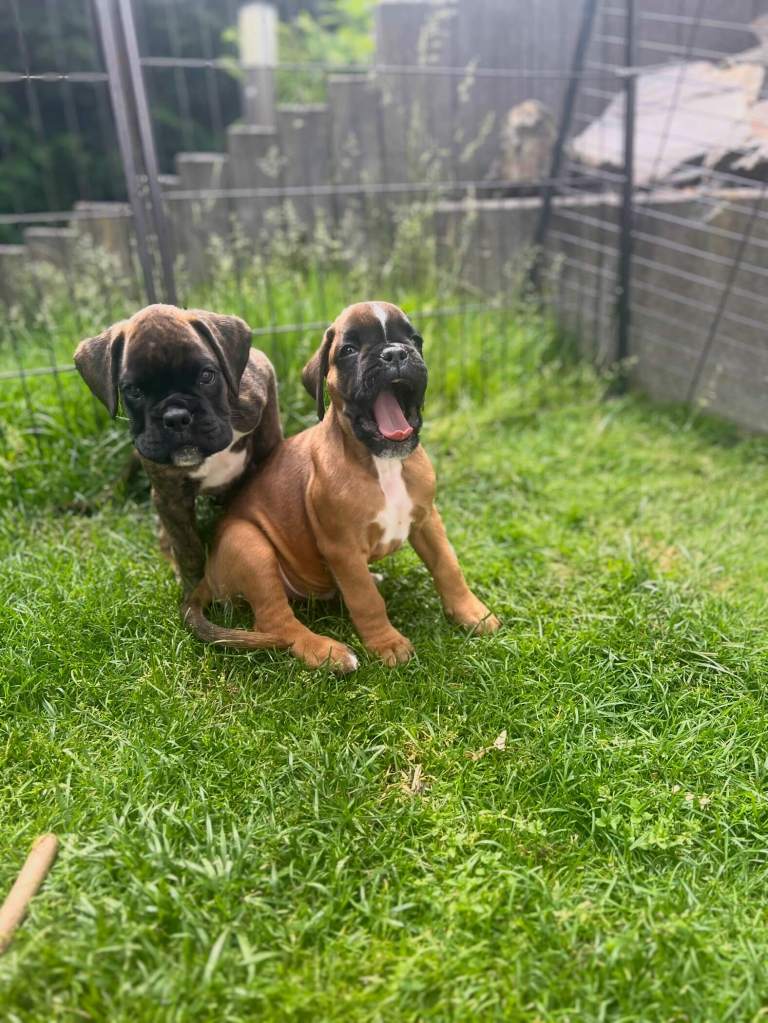 geströmter und gelber boxerwelpe