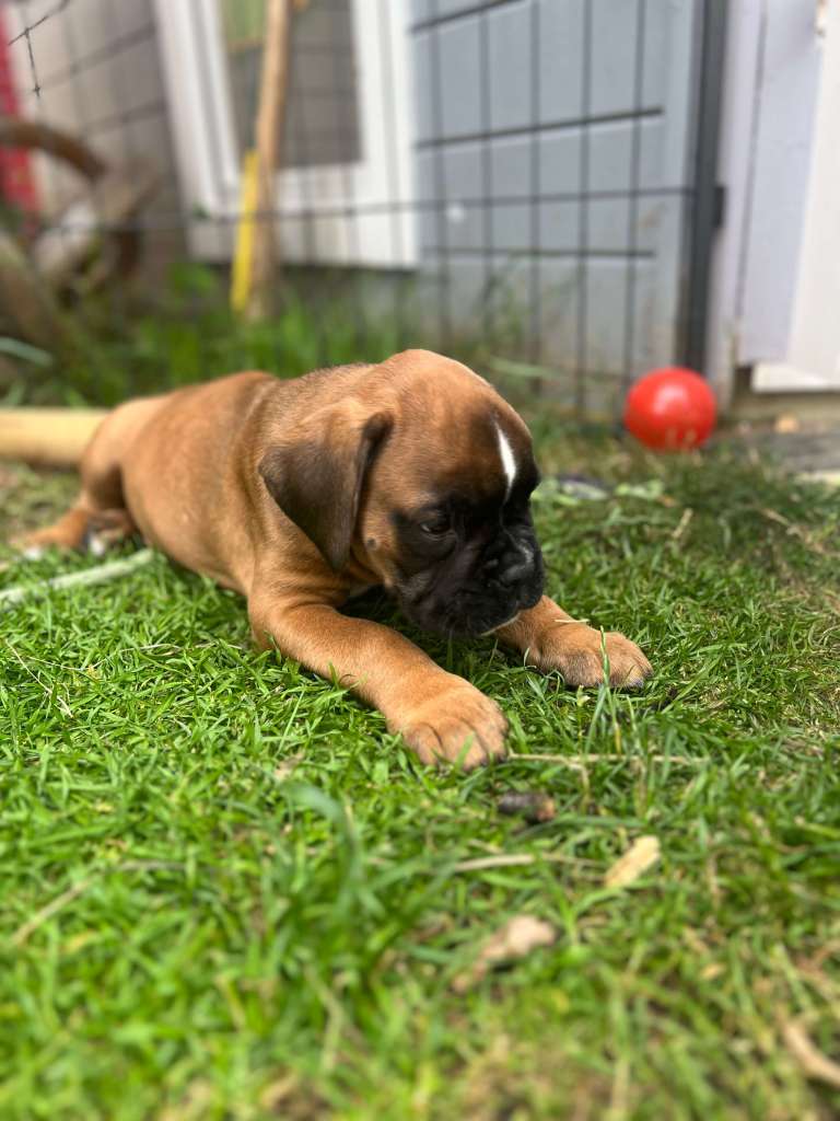 boxerwelpen aus Sachsen